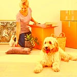 Moving with Pets - How to Prepare for a Stress-Free Experience